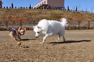 ドッグラン ボールで遊ぶ