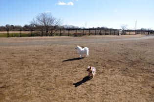 安比奈親水公園ドッグランで遊ぶ