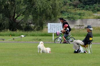 犬と遊ぶ