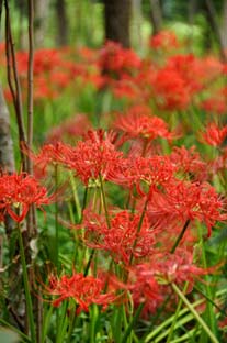 池辺公園の曼珠沙華(彼岸花)1