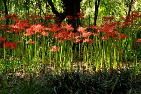 池辺公園の曼珠沙華(彼岸花)2