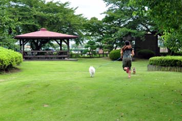 芝生広場で犬の散歩