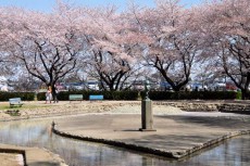 じゃぶじゃぶ池と桜