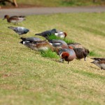 川越水上公園の野鳥