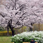 川越水上公園の桜