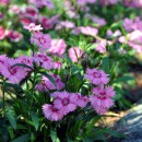 水久保第一公園のガーデン