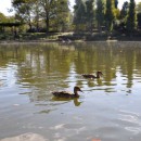 御伊勢塚公園　修景池