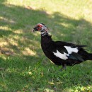 小畔水鳥の郷公園　謎の鳥