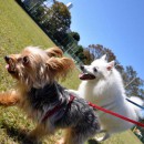 笠幡公園で犬の散歩