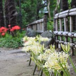 中院の曼珠沙華