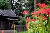 仙波の氷川神社と富士見橋