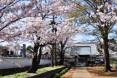 延命寺と桜