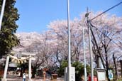 上戸日枝神社と桜