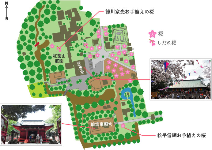 喜多院の桜マップ