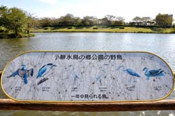 水鳥の種類看板