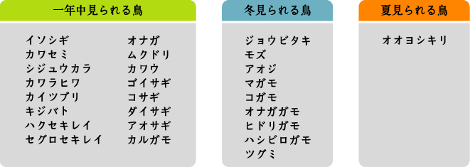 公園で見られる鳥一覧