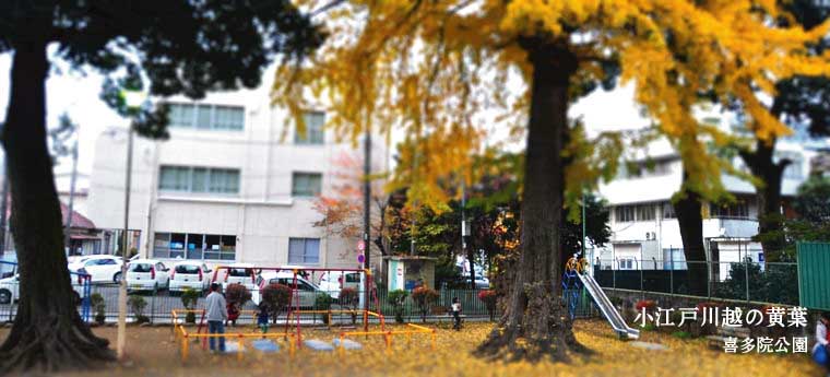 喜多院公園の黄葉