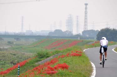 曼珠沙華とサイクリング