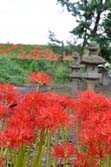 氷川神社と彼岸花