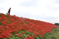 曼珠沙華の群生地