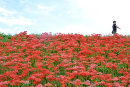 入間川土手群生地