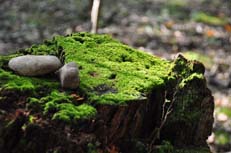 苔と切り株