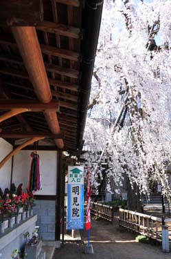 武蔵国十三仏としだれ桜