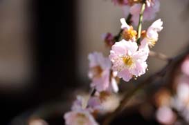 しだれ桜