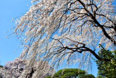 見事なしだれ桜