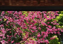 釈迦堂の軒先から寒桜