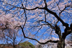 境内に咲き乱れる桜