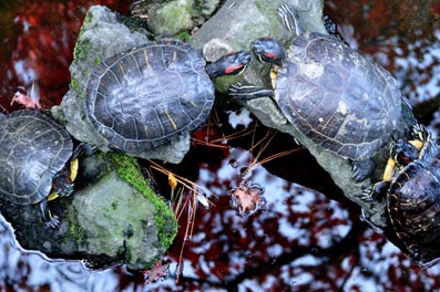 亀の池