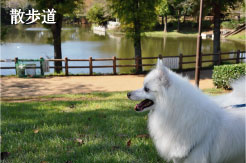 御伊勢塚公園 犬の散歩