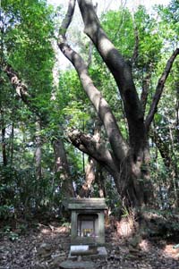 墳頂の山王社と巨木