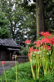 彼岸花と拝殿