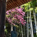 中院　寒桜