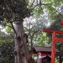 三変稲荷神社のムクノキ