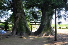 境内から見た大ケヤキ