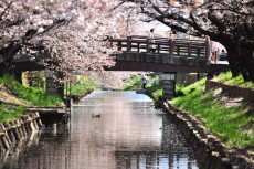 川面に映る桜