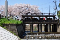 田谷堰と桜