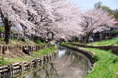 川岸でのんびり桜鑑賞