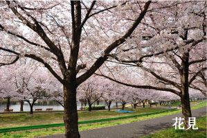 桜の花見