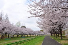 桜並木