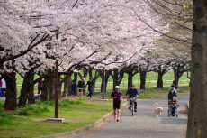 桜の下を散歩＆ジョギング