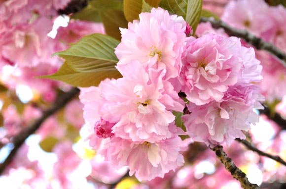 川越水上公園の桜 川越の観光 お出かけ情報 カワゴエール