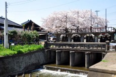 桜の季節は最高