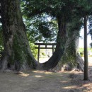 境内から見た下小坂の大ケヤキ