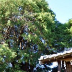 笠幡浅間神社とヒヨクヒバ