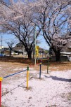 公園に集まる桜の花びら