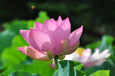 古代蓮と蜂